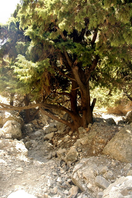 crete170905_077_imbros_gorge