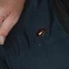 crete180905_77_kalives_beetle
