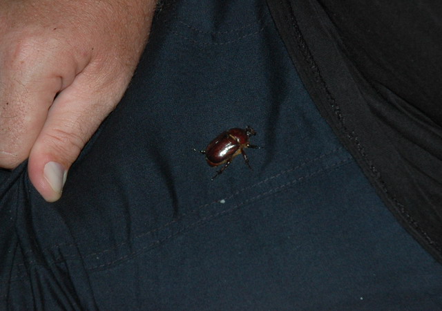crete180905_77_kalives_beetle