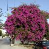 crete230905_001_kalives