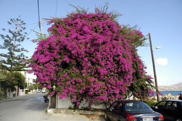 crete230905_001_kalives