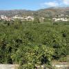 crete230905_103_between_omalos_chania