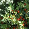 crete250905_21_kalives