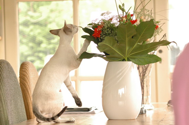 tondinie_cats210506_02