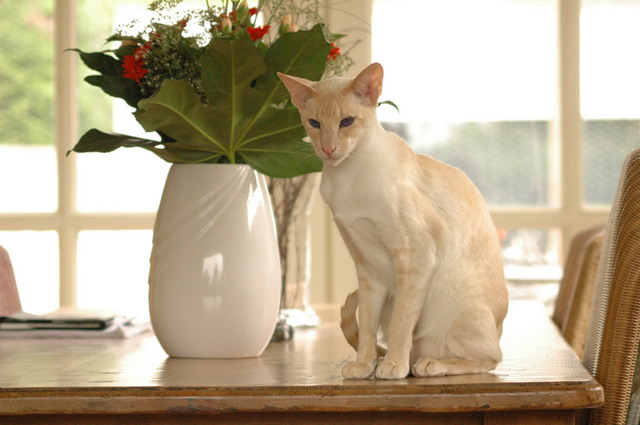 tondinie_cats210506_04