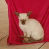 tondinie_cats210506_05