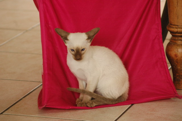 tondinie_cats210506_05