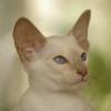 tondinie_cats210506_06