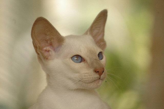 tondinie_cats210506_06