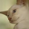 tondinie_cats210506_08