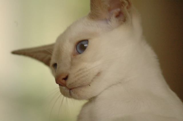 tondinie_cats210506_08