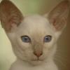 tondinie_cats210506_09