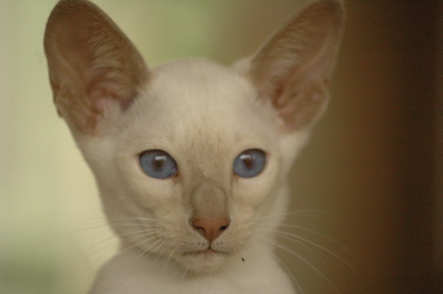 tondinie_cats210506_09