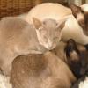 tondinie_cats210506_10