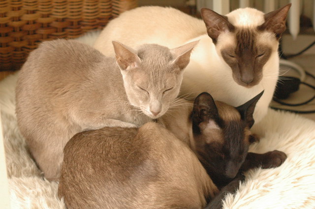 tondinie_cats210506_10