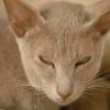 tondinie_cats210506_11
