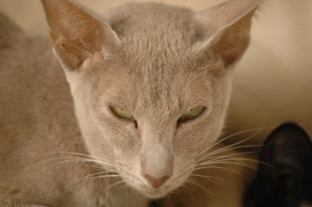 tondinie_cats210506_11
