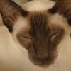 tondinie_cats210506_12