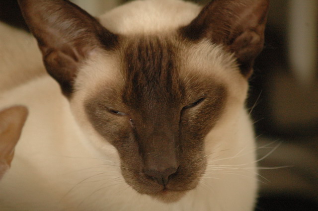 tondinie_cats210506_12
