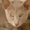 tondinie_cats210506_13