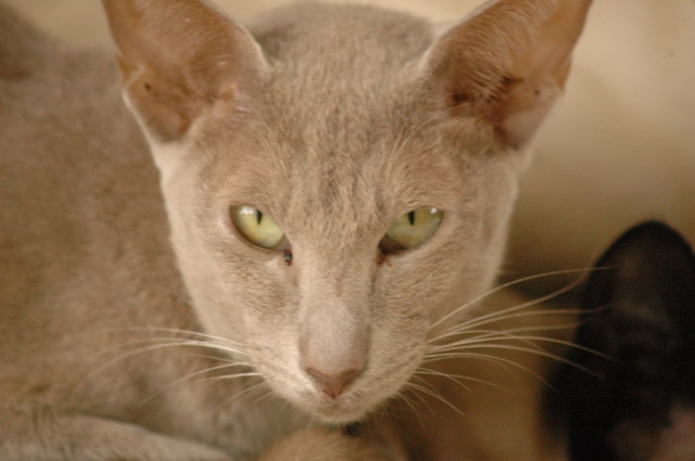 tondinie_cats210506_13