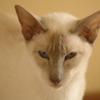 tondinie_cats210506_14