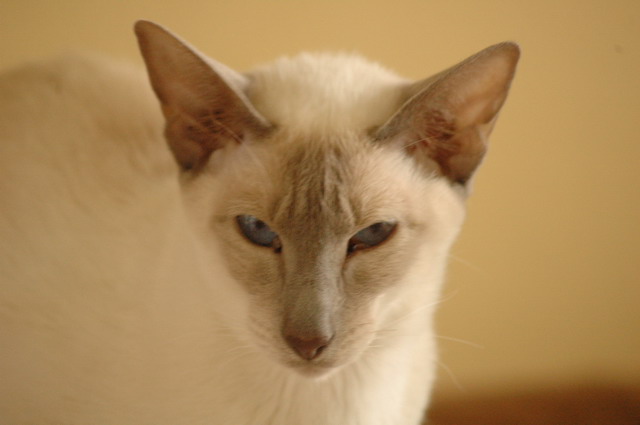 tondinie_cats210506_14