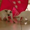 tondinie_cats210506_15
