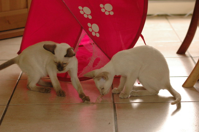 tondinie_cats210506_15