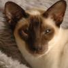 tondinie_cats210506_16