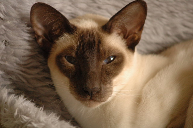 tondinie_cats210506_16