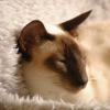 tondinie_cats210506_17