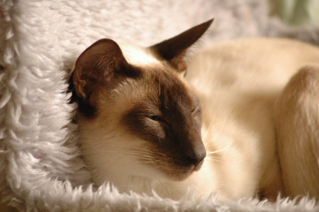 tondinie_cats210506_17