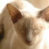 tondinie_cats210506_18