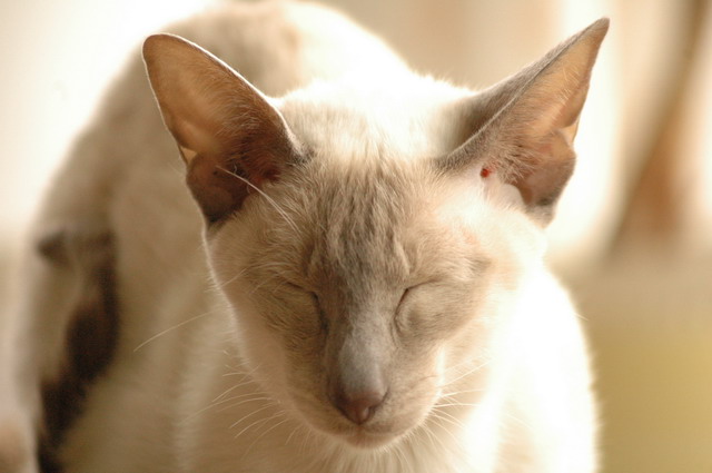 tondinie_cats210506_18