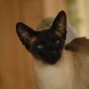 tondinie_cats210506_20