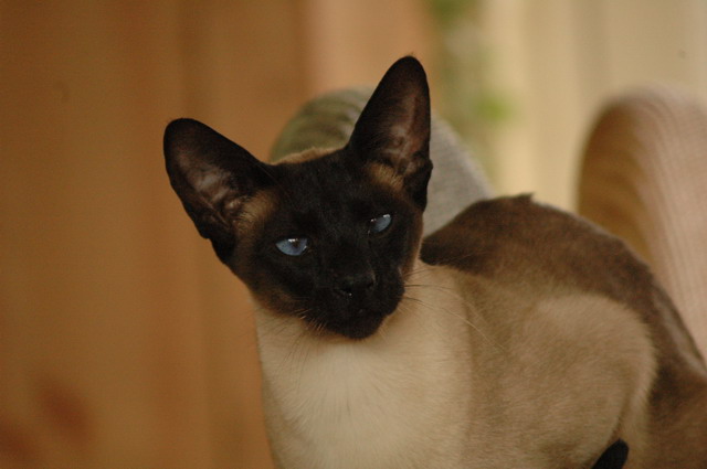 tondinie_cats210506_20