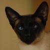 tondinie_cats210506_23