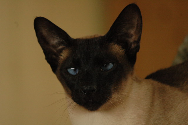 tondinie_cats210506_23
