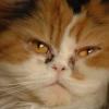 tondinie_cats210506_25