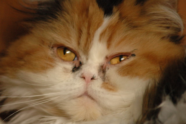tondinie_cats210506_25