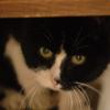 tondinie_cats210506_26