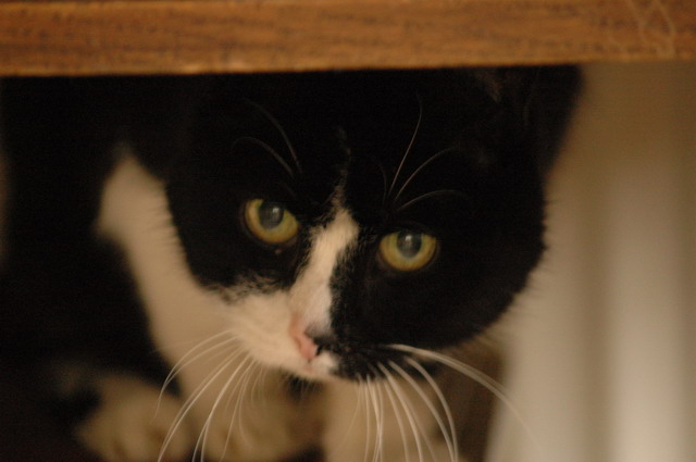tondinie_cats210506_26