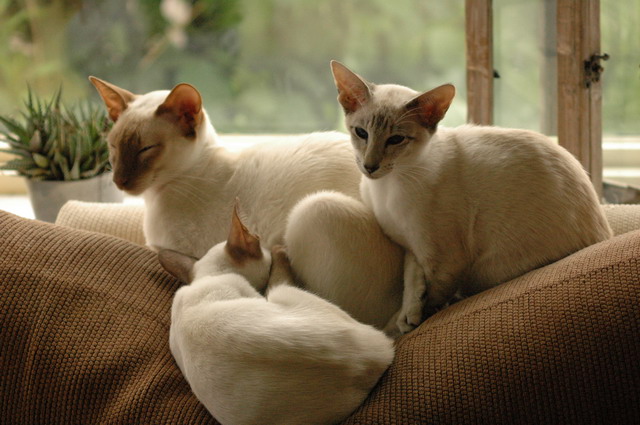 tondinie_cats210506_28