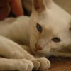 tondinie_cats210506_29