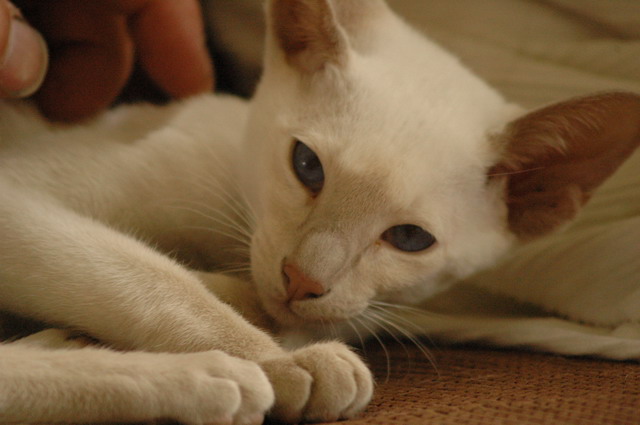 tondinie_cats210506_29