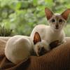 tondinie_cats210506_31