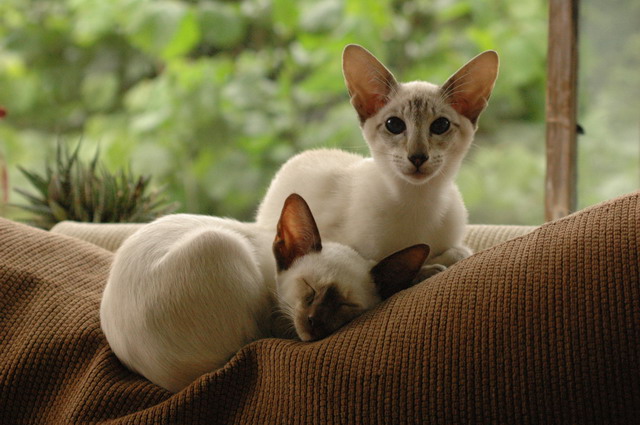 tondinie_cats210506_31