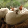 tondinie_cats210506_32