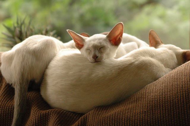 tondinie_cats210506_32
